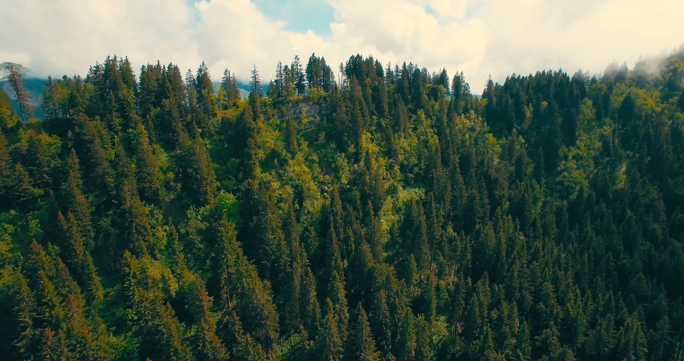 Aerial view of pine forest across a mountainside