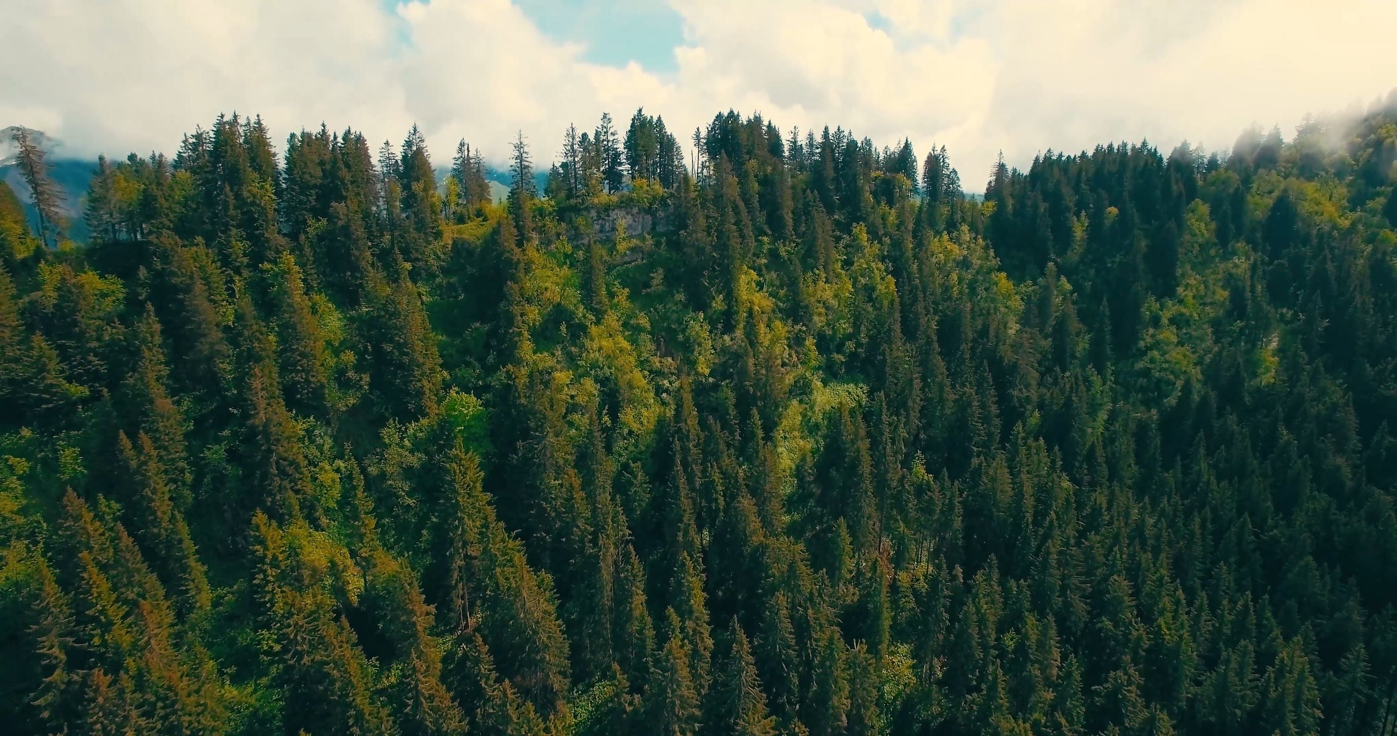 A pine forest canopy seen from above
