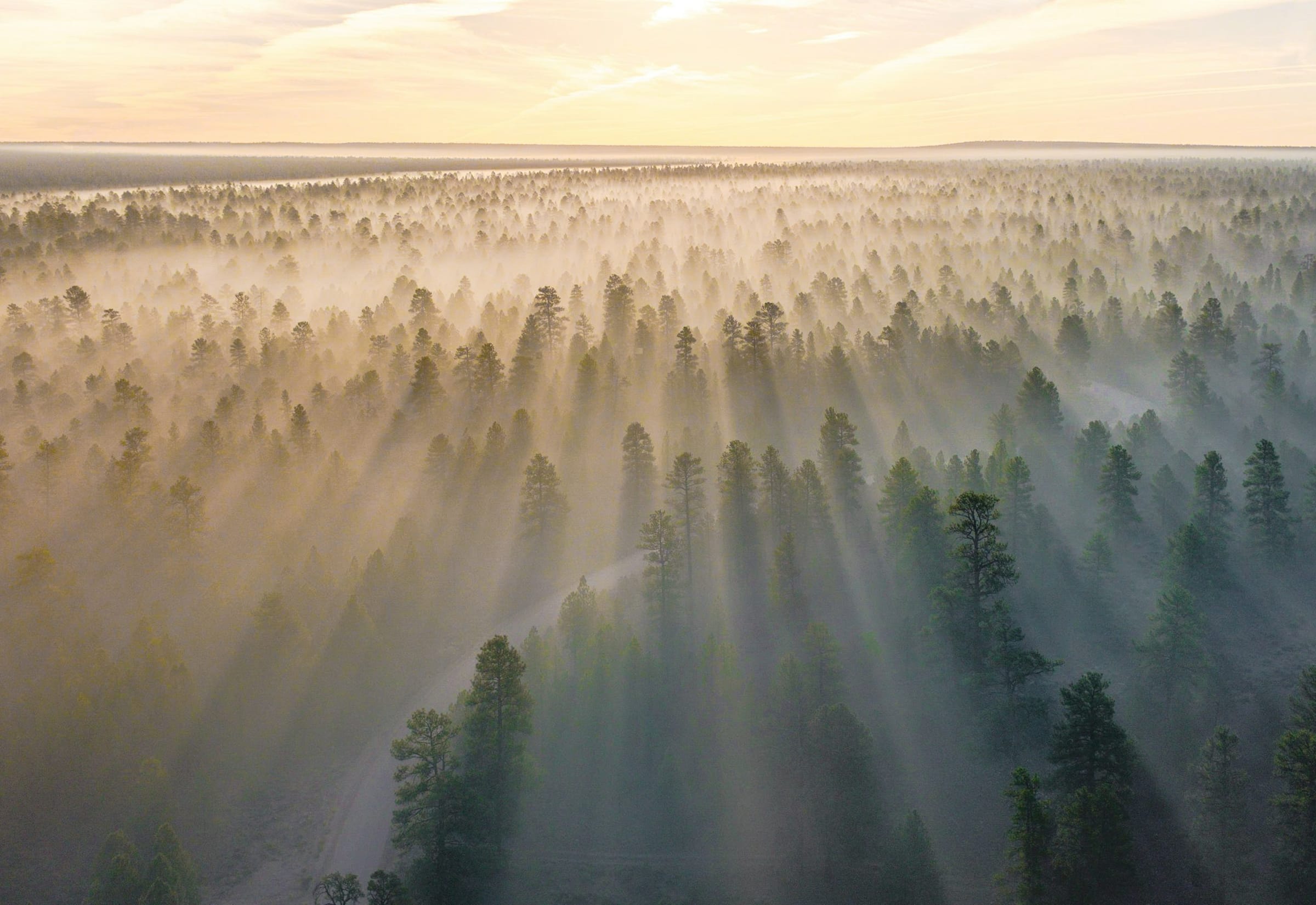 Morning light falling in rays through mist over a pine forest