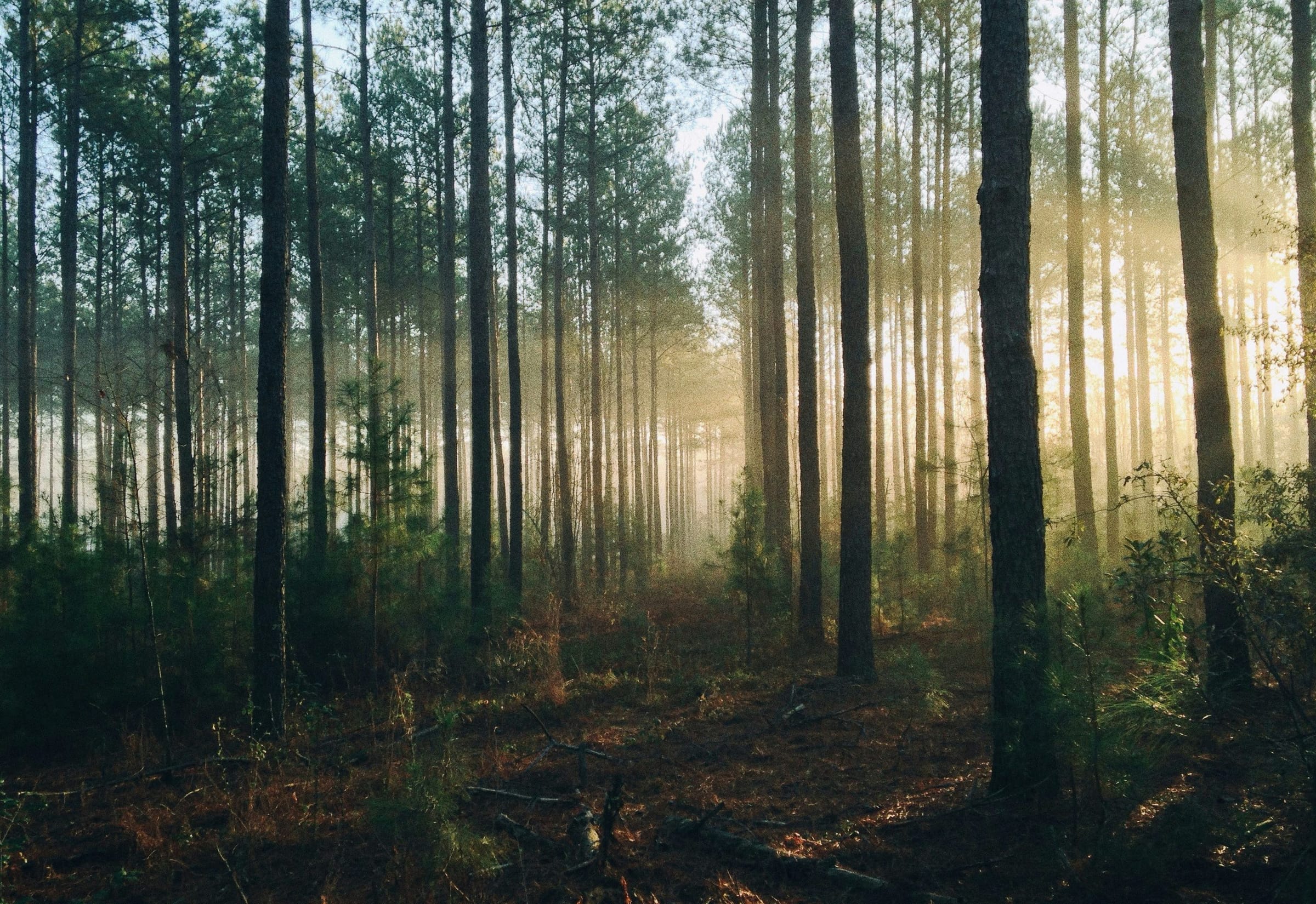 Tall, straight pines in a quiet forest lit by low sun