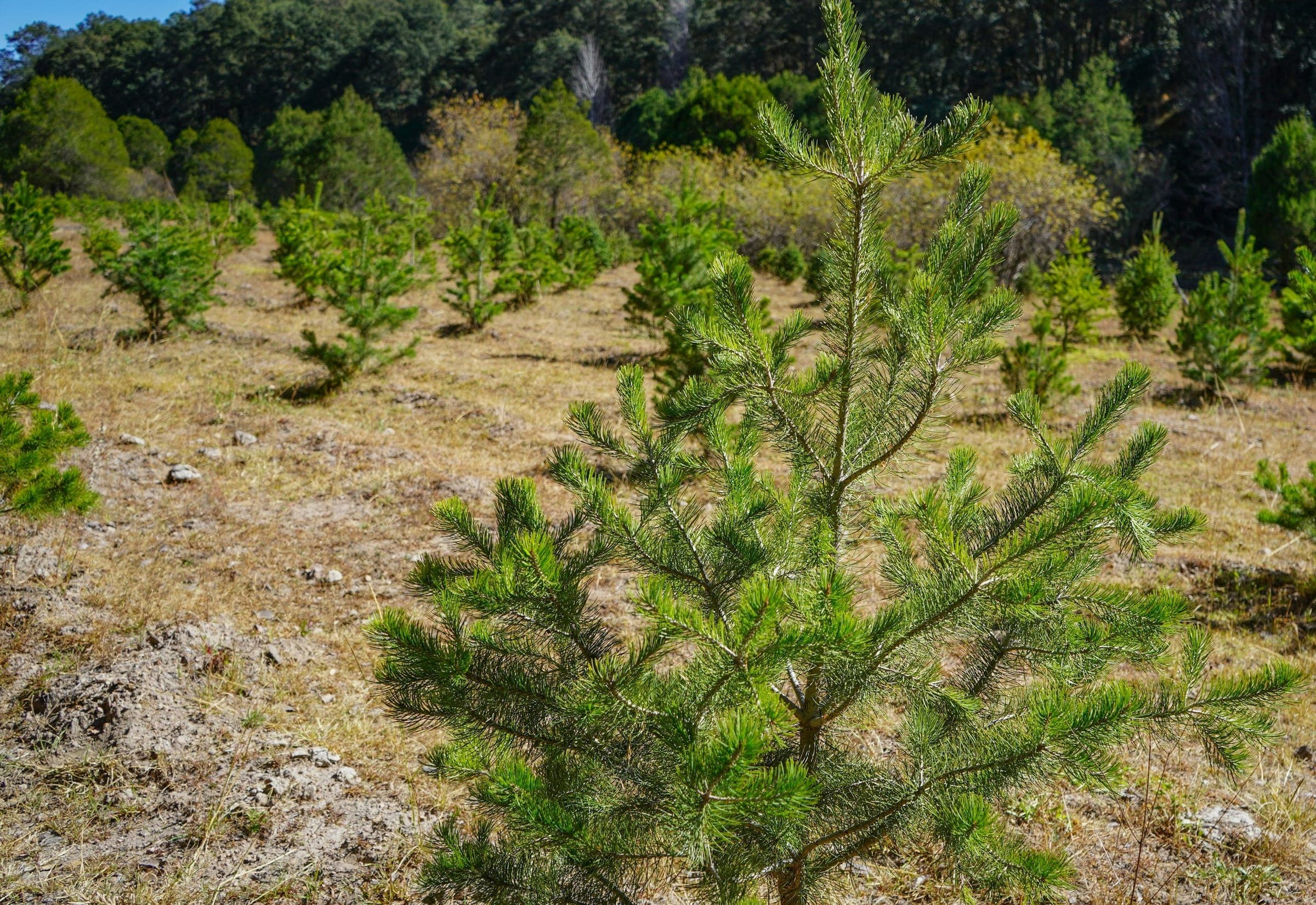 A young pine growing among saplings on an open hillside